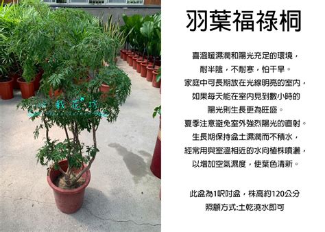 福祿樹|裂葉福祿桐